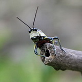 Stung Treng - Grasshopper